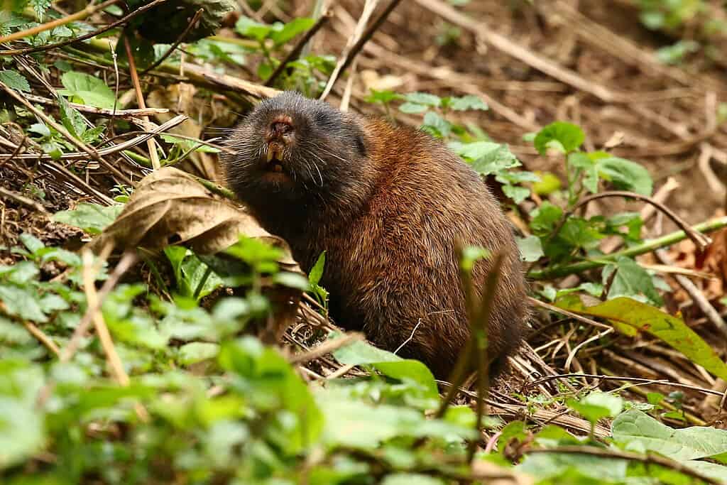 East African Mole Rat, Bwindi Forest Uganda
