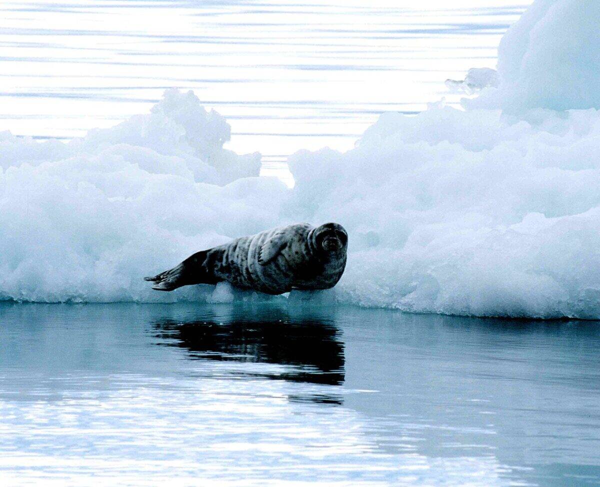 Bearded Seal