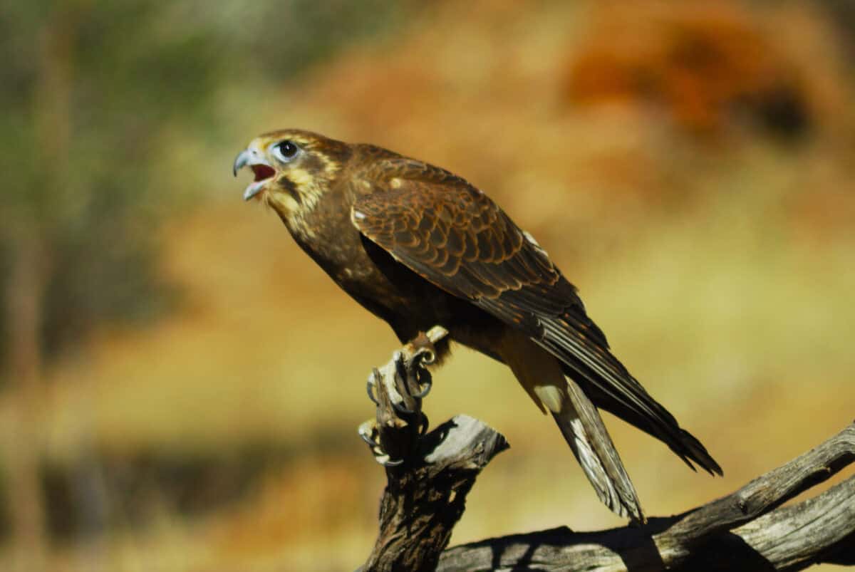 Brown falcon.