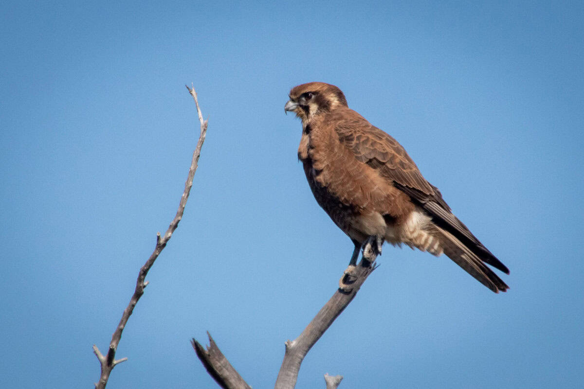 Brown falcon