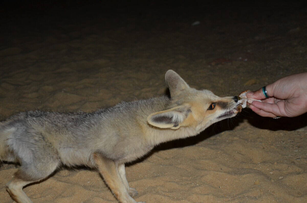R&uuml;ppell's Fox