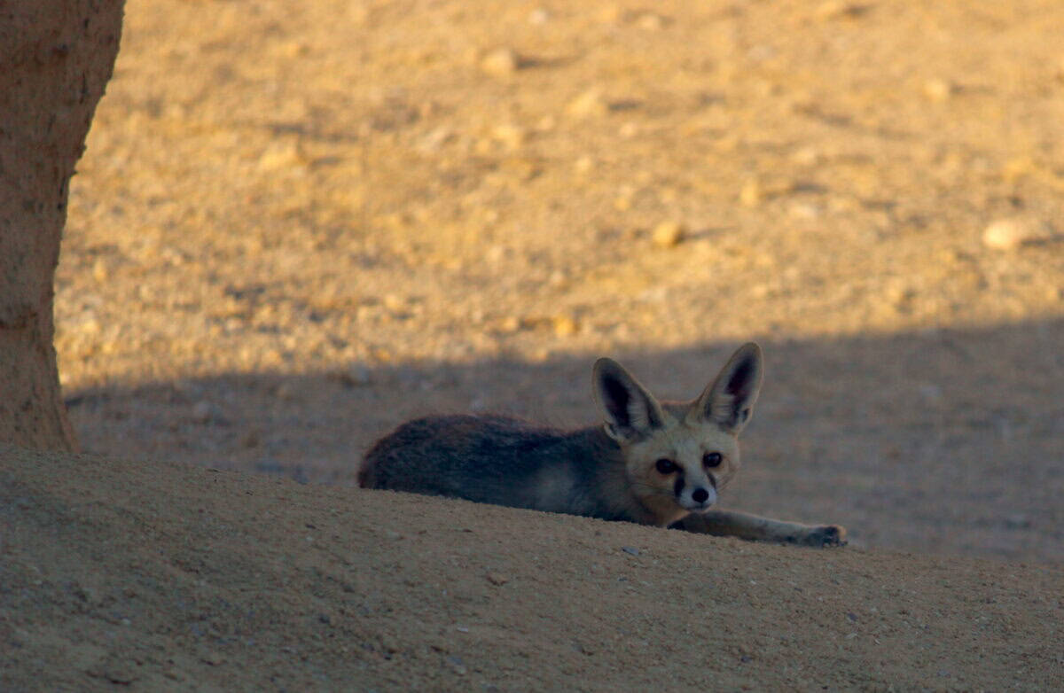 Rüppell's Fox