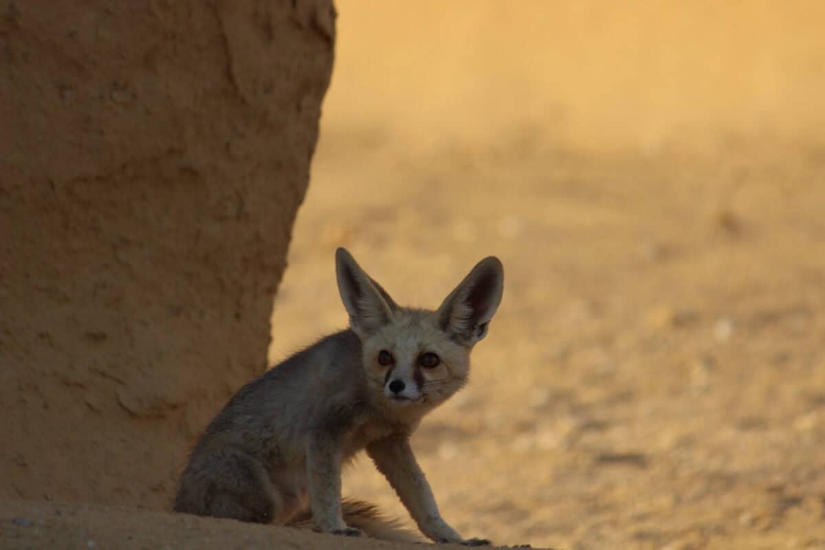 Rüppell's Fox