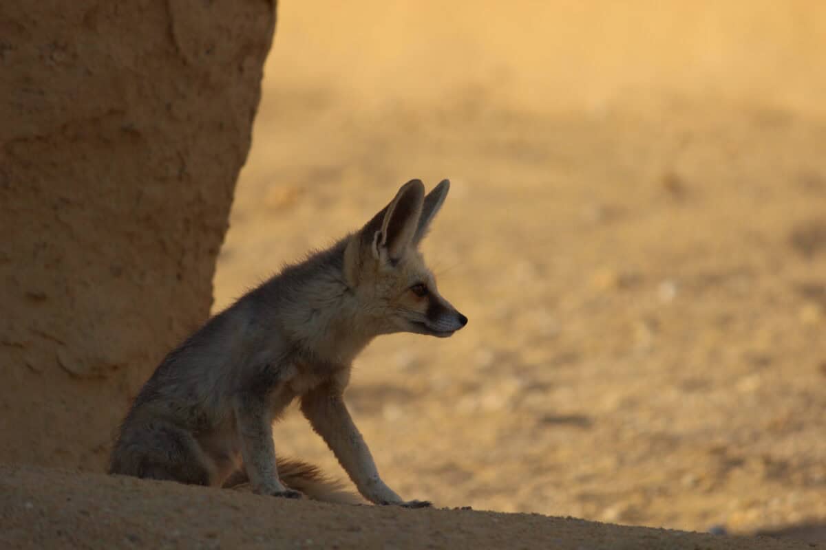 Rüppell's Fox