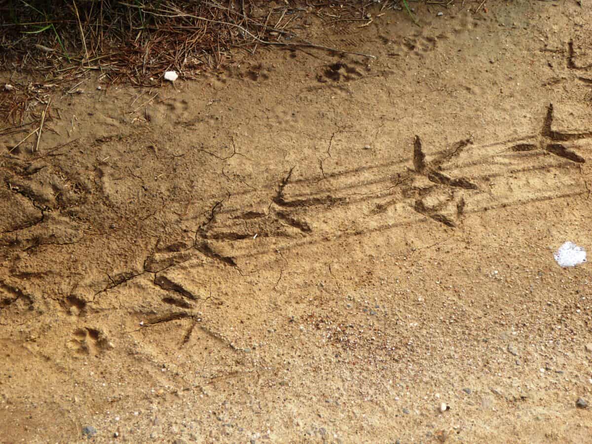 Animal tracks