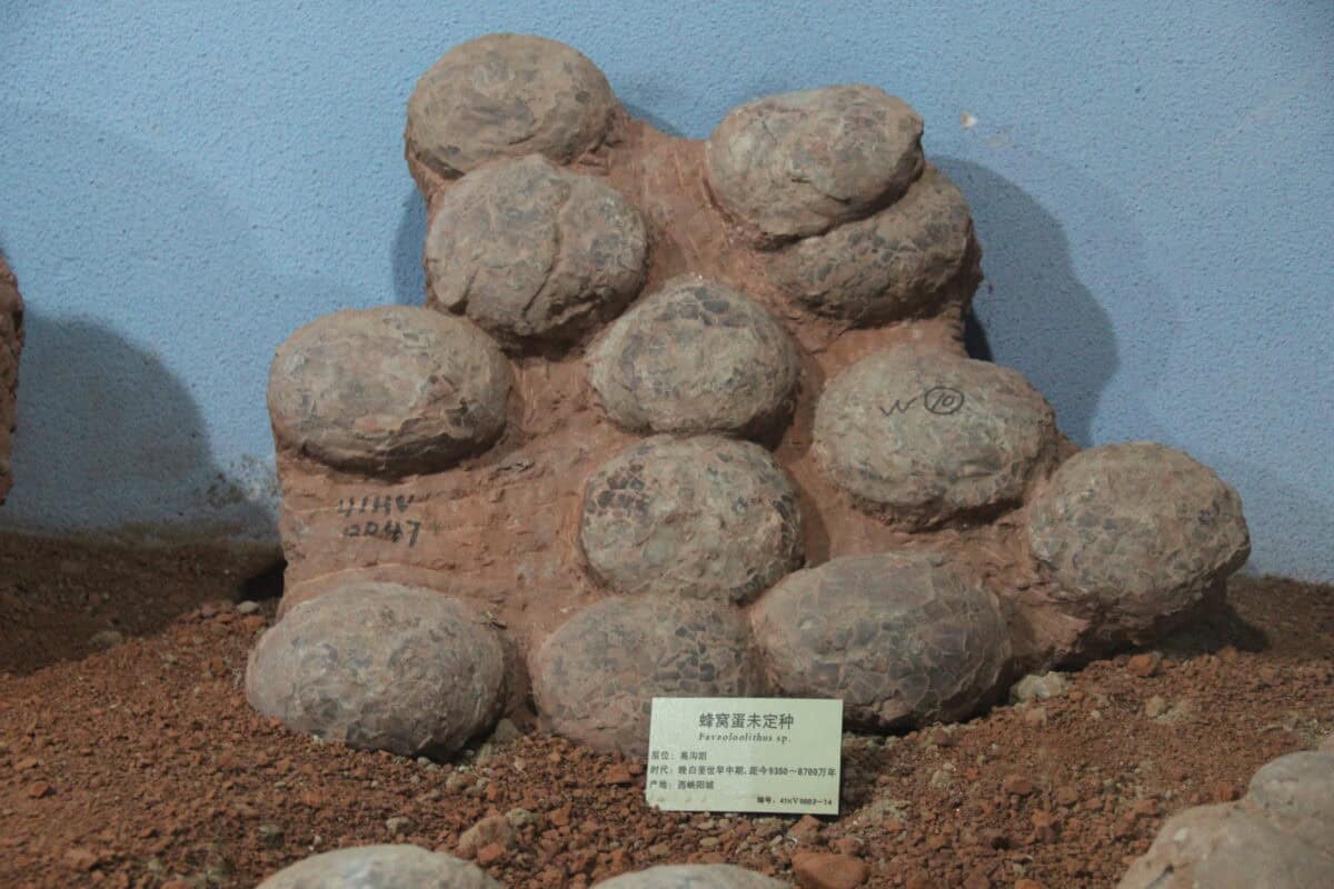 Dinosaur egg nest.