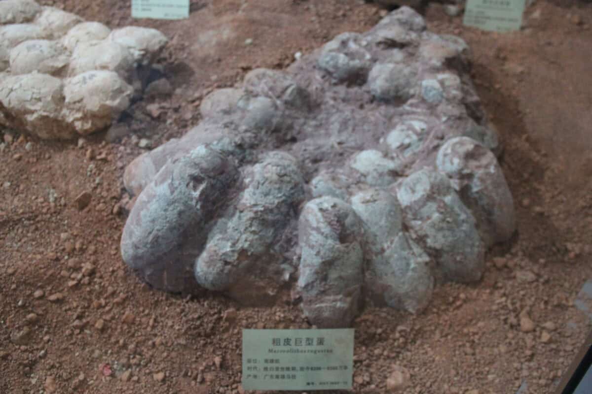 Dinosaur egg nest.