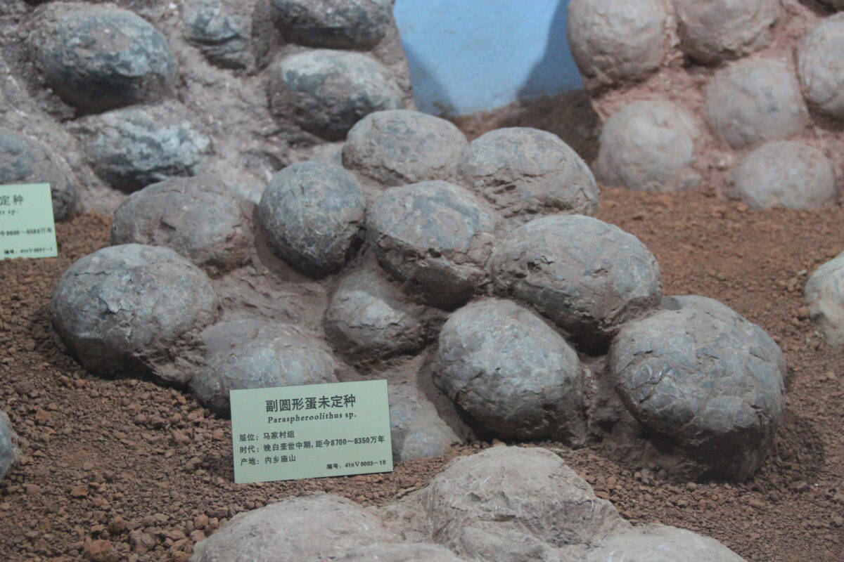Dinosaur egg nest.