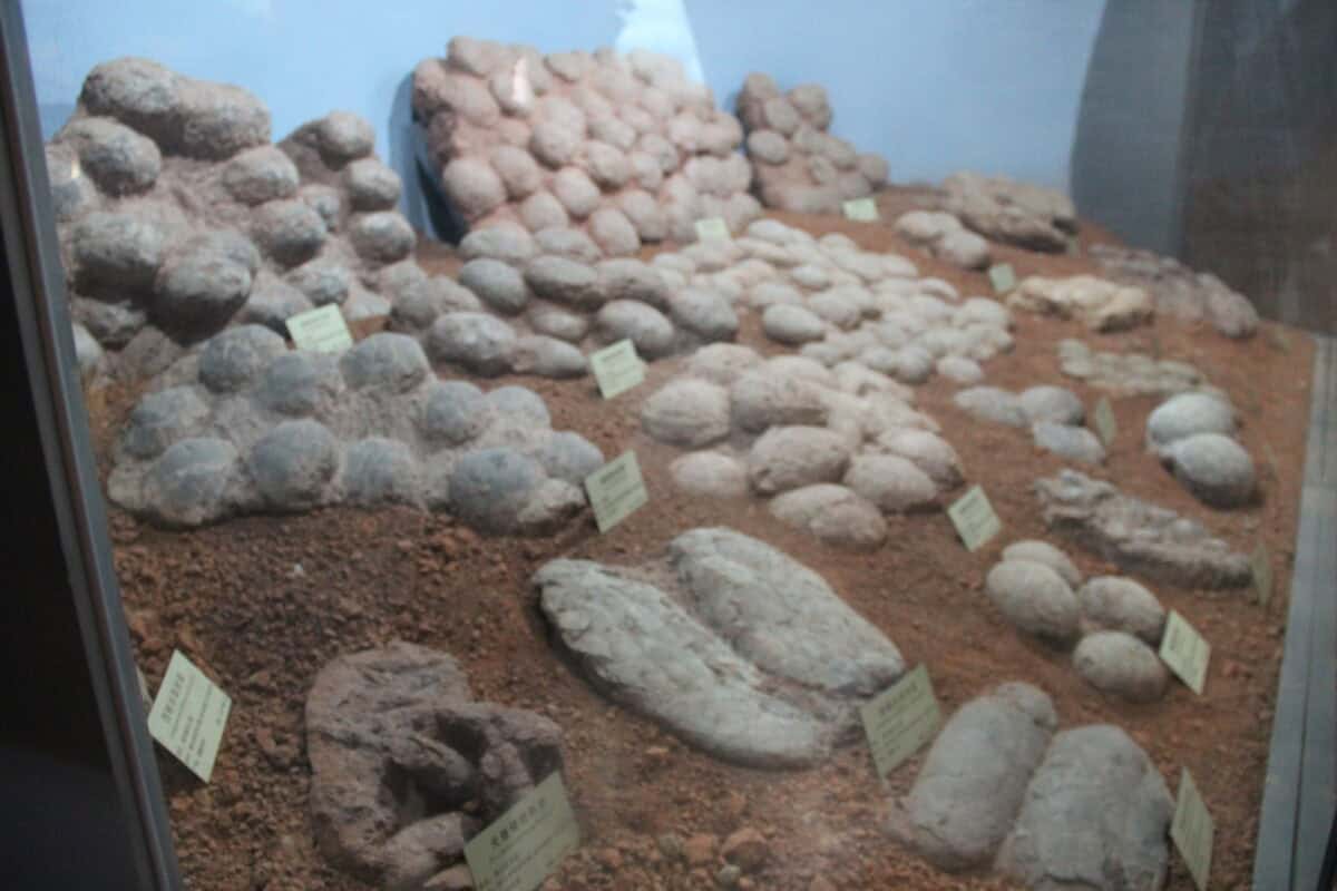 Dinosaur egg nest.