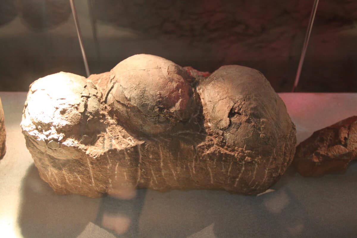 Dinosaur egg nest.