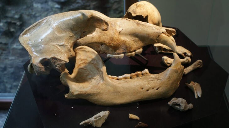 An Ice Age Bear Skull Found in a Cave