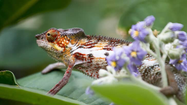 12 Camouflage Kings of the Animal World
