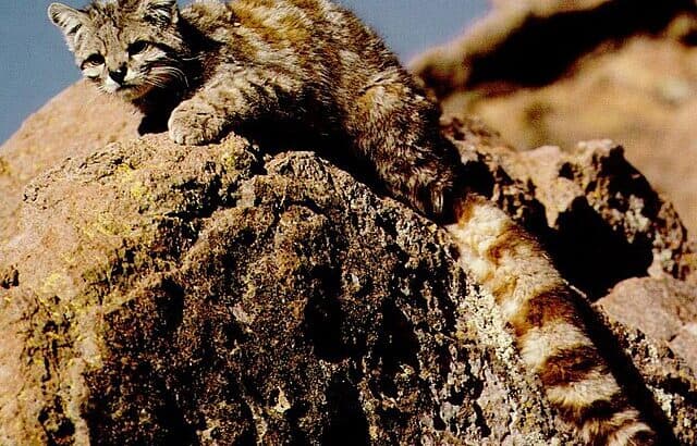 A New Species of Cat Has Been Found in the Andes