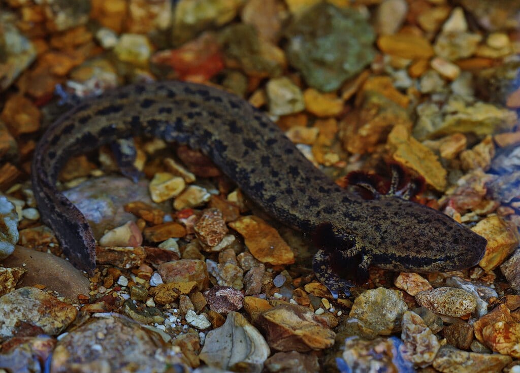 Necturus maculosus,