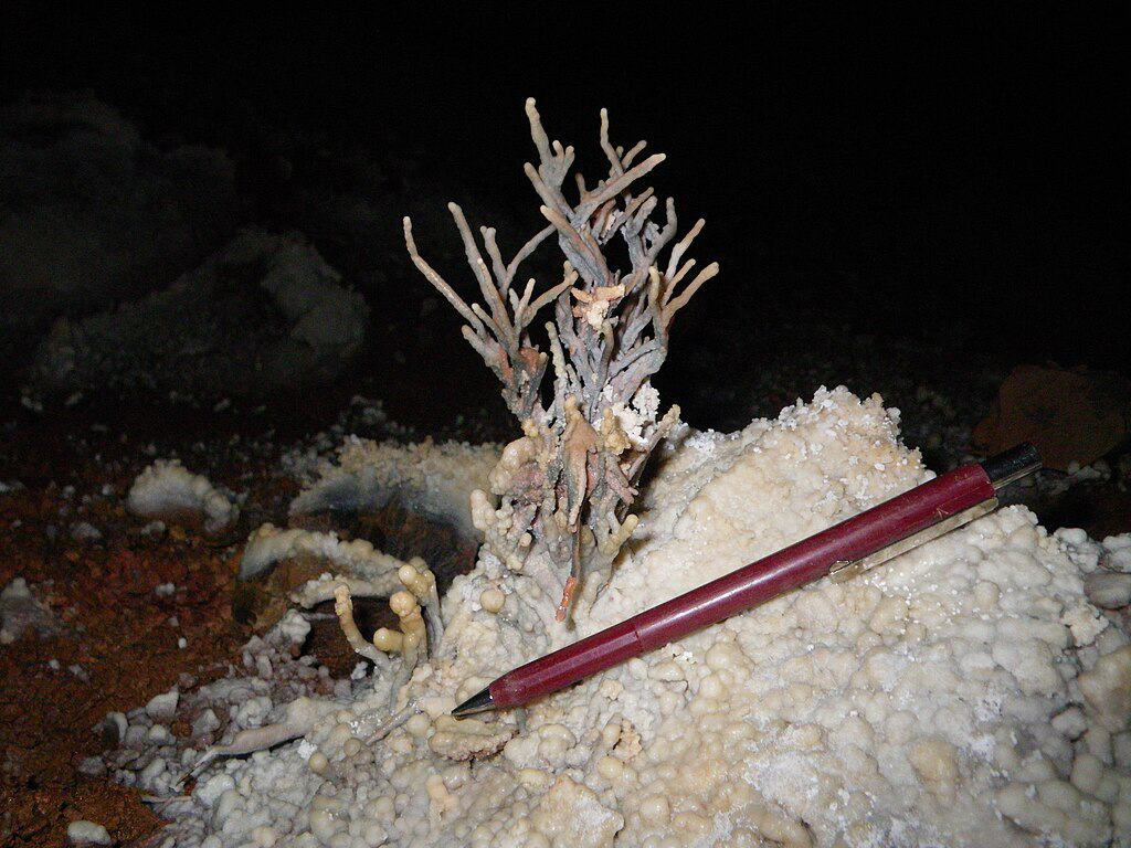 Helictites are one of the rarest and strangest formations found in Wind Cave. Bacteria may be responsible for the branching