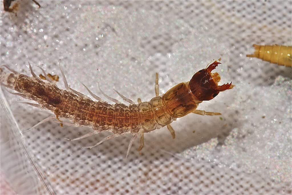 Hellgrammite, Nigronia fasciata