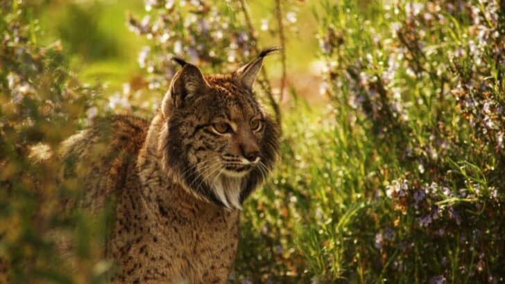The Comeback of the Iberian Lynx: Europe&rsquo;s Rarest Cat