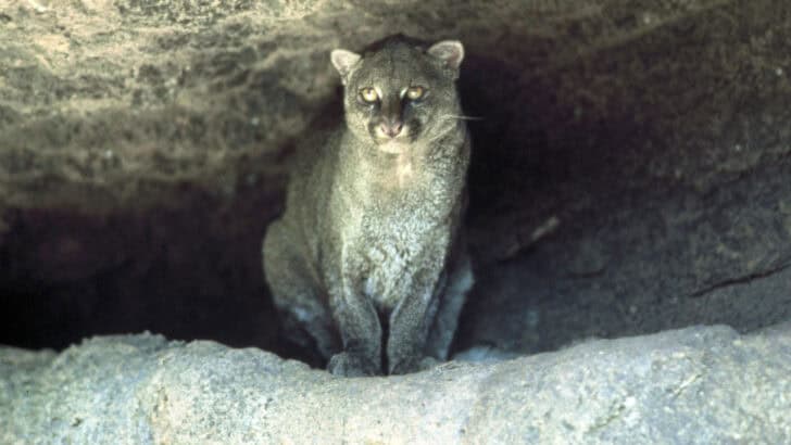 Texas Big Cat Sightings Spark Jaguarundi Rumors