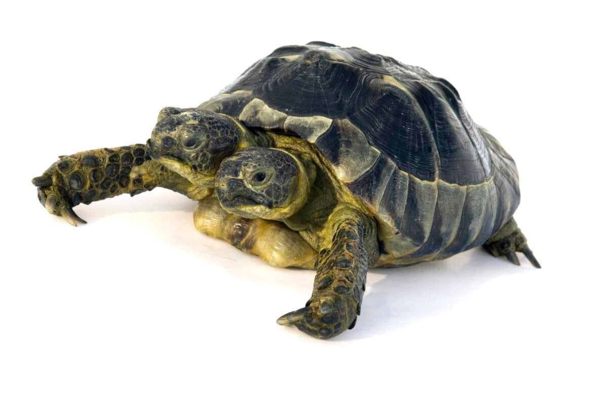 Tortoise with two heads.