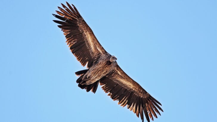 Why Vultures Are Disappearing—and Why It’s a Big Problem