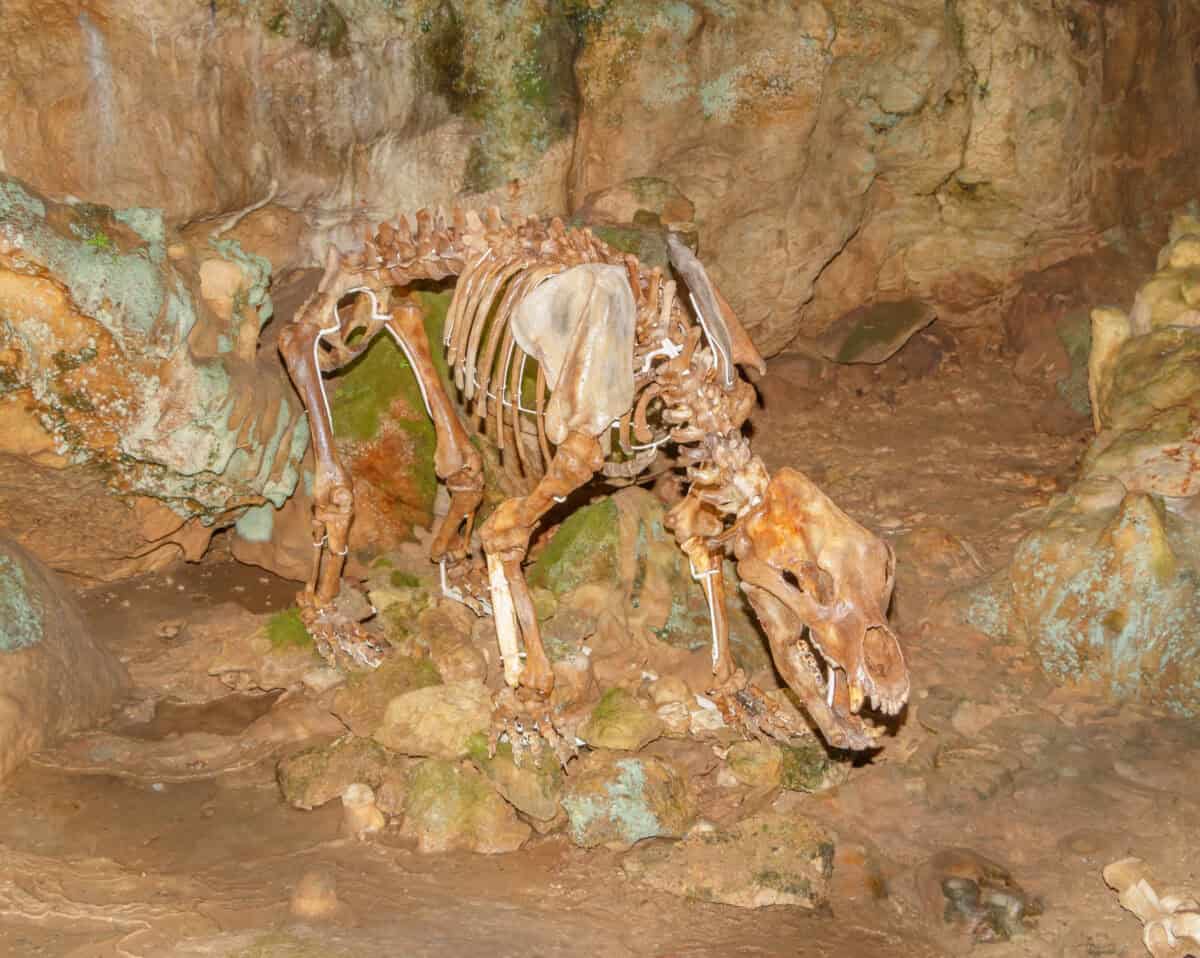 Ursus spelaeus skeleton
