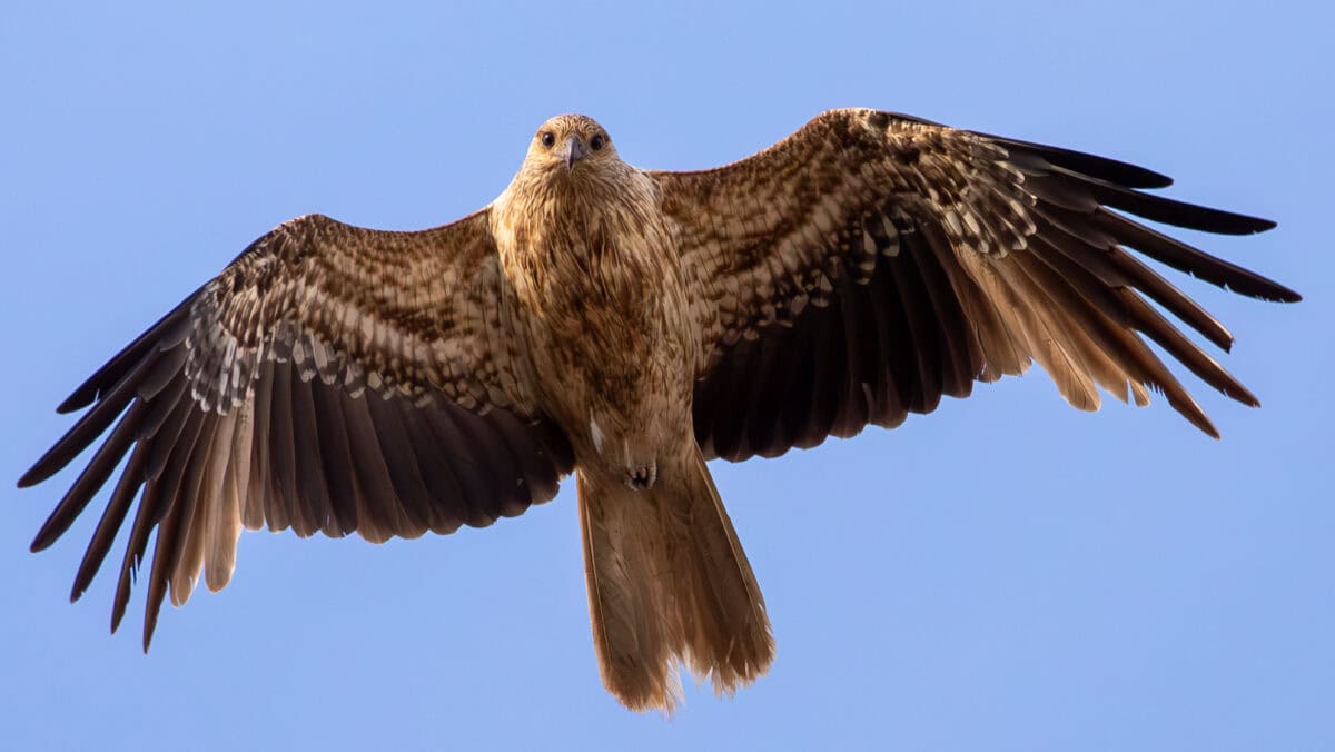 whistling kite