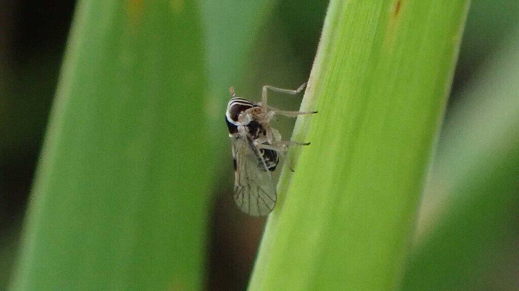  small brown planthopper (Laodelphax striatella)