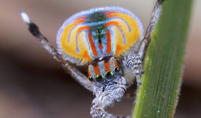 Wildlife That Would Fit Perfectly in a Star Wars Galaxy