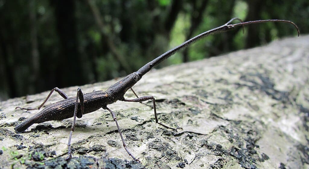 Giraffe Weevil 