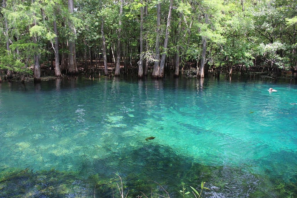 Manatee Springs State Park 2016