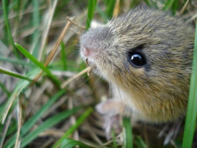 This Tiny Mammal Can Slow Its Heartbeat to One Beat Per Minute
