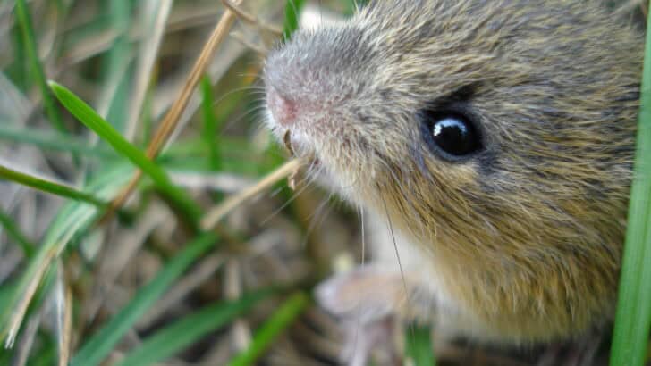 This Tiny Mammal Can Slow Its Heartbeat to One Beat Per Minute