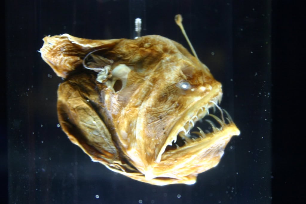 Black Seadevil