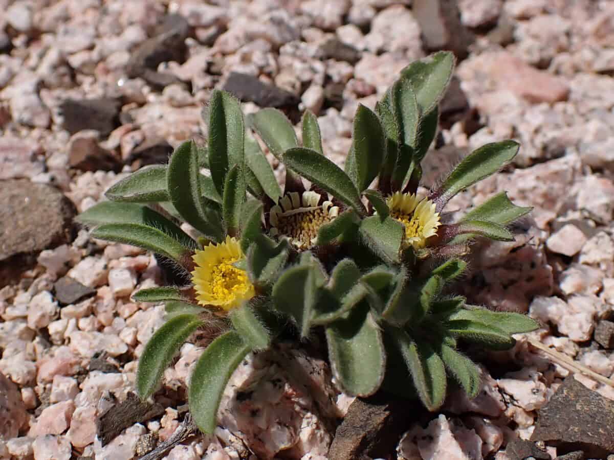 Rose of jericho
