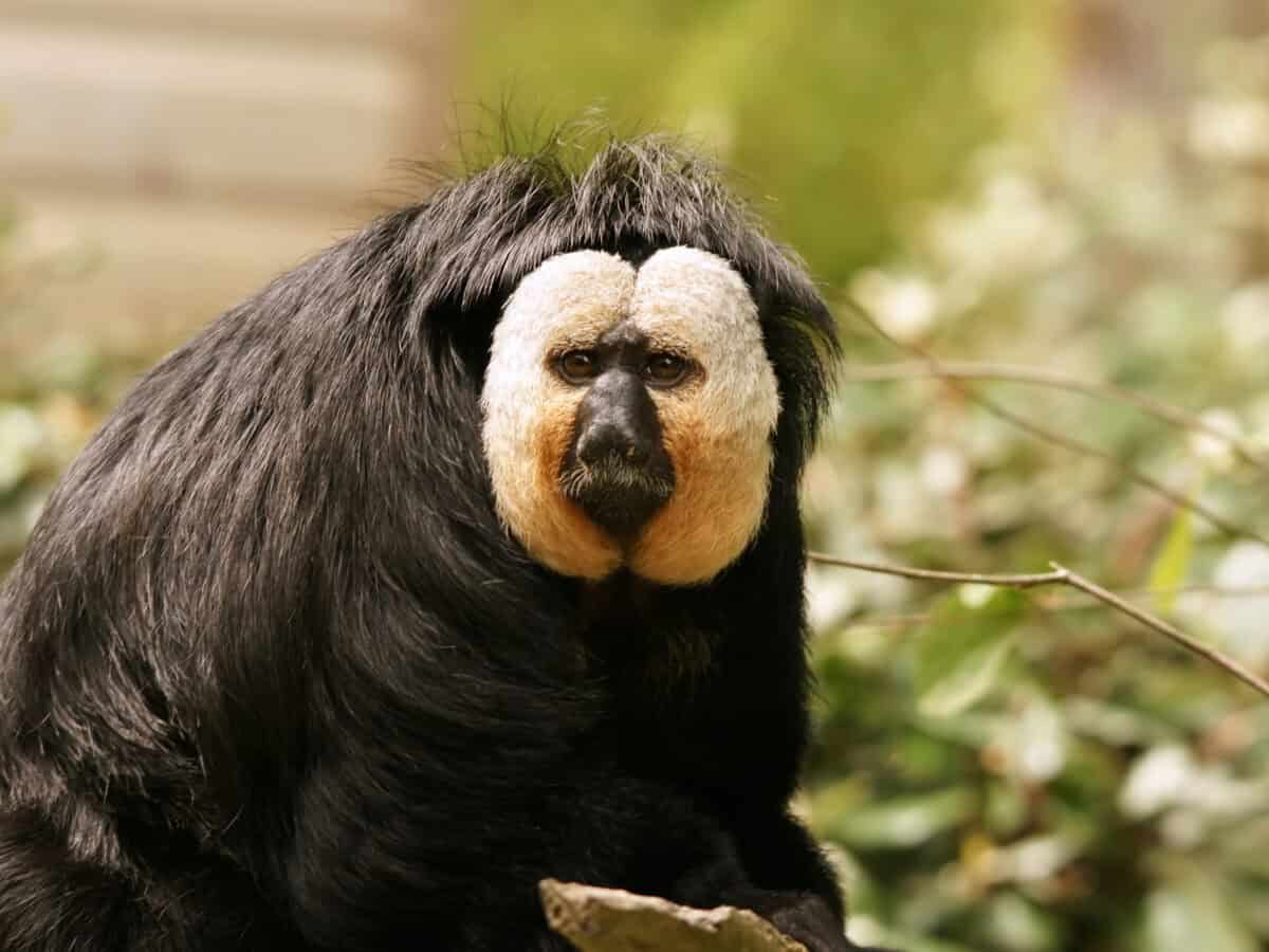 white-faced saki.