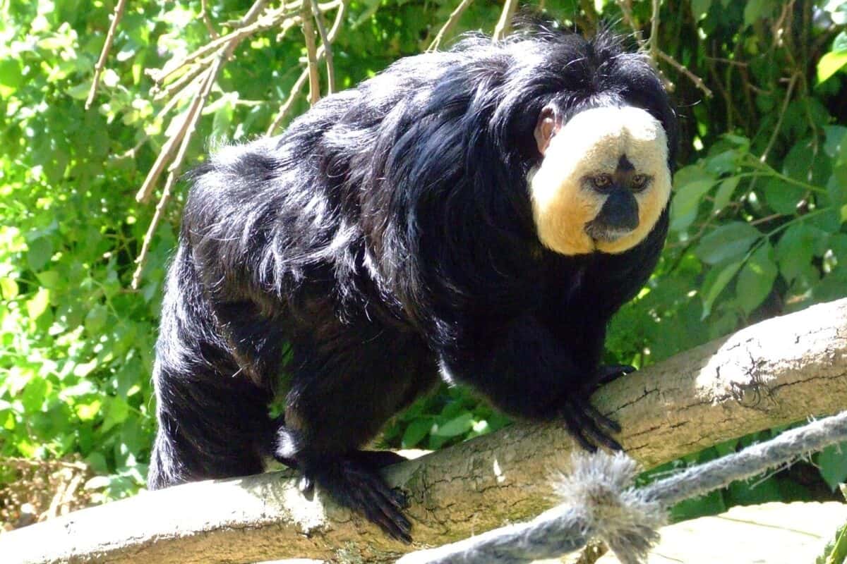 White-faced saki.