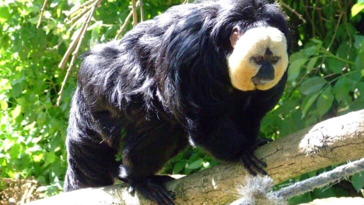 This Monkey Has Vampire Fangs