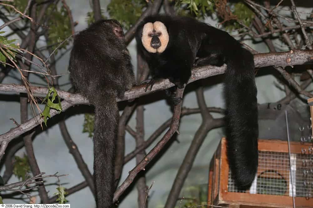 White-faced saki.