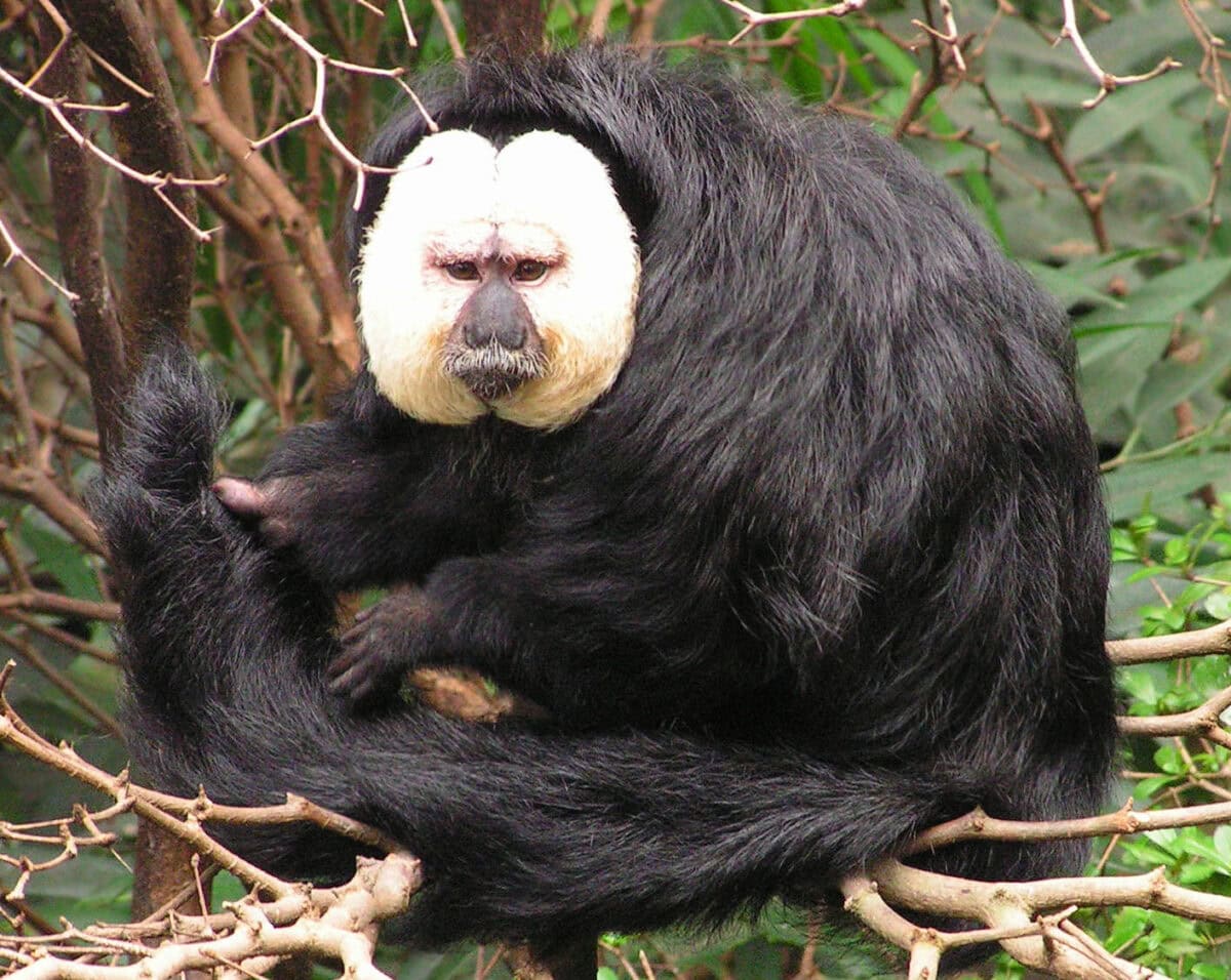 White-faced saki.