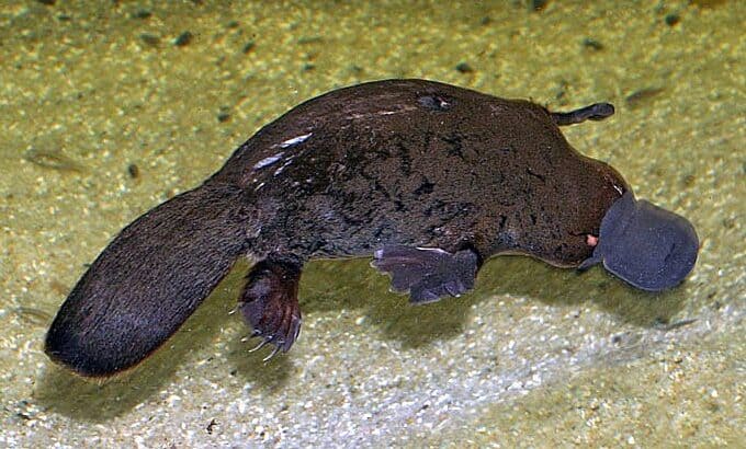 12 Creatures That Look Prehistoric — and Still Walk the Earth