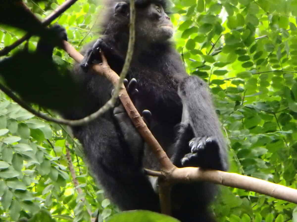 Banded leaf monkey