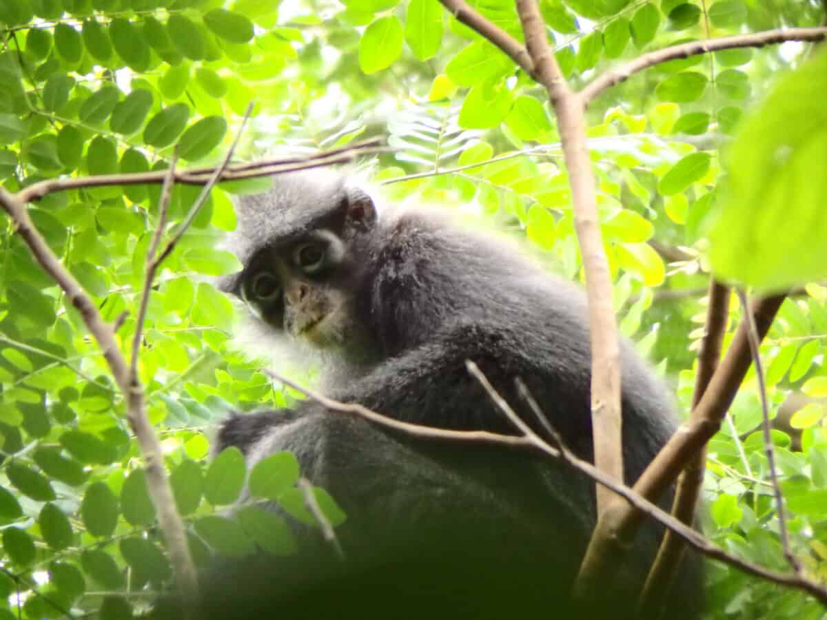 Banded leaf monkey