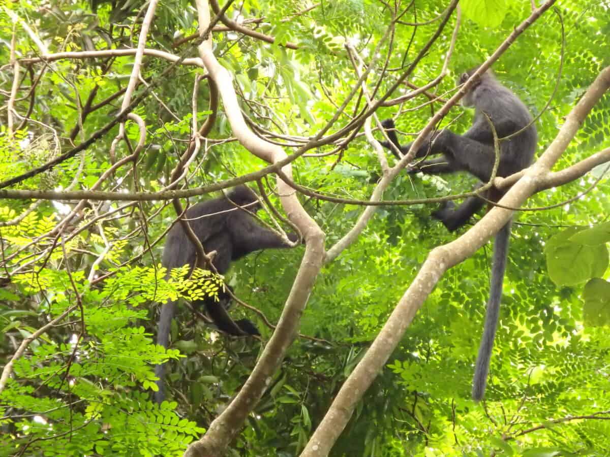 Banded leaf monkey