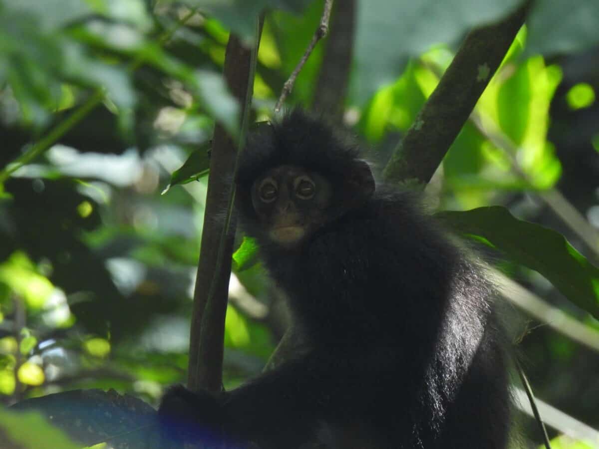 Banded leaf monkey