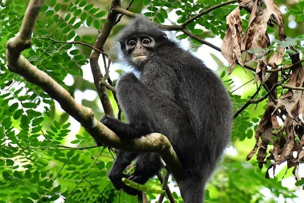 Banded leaf monkey