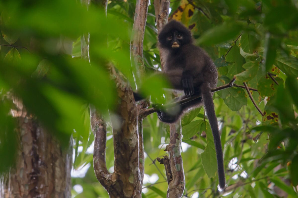 Banded leaf monkey