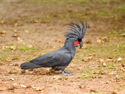 These Birds Use Tools More Complex Than We Thought