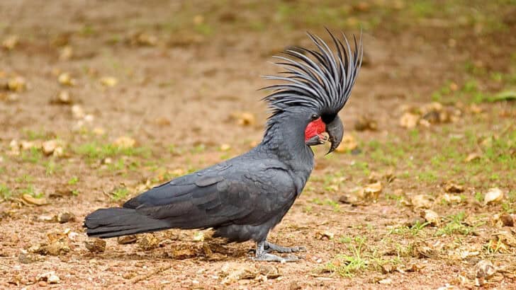 These Birds Use Tools More Complex Than We Thought