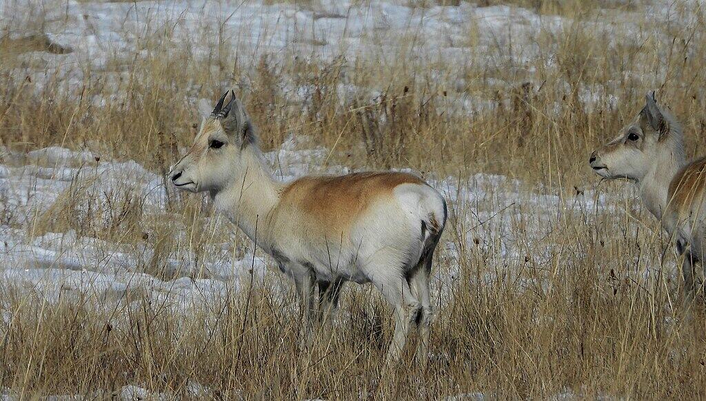 Mongolian Gazelle