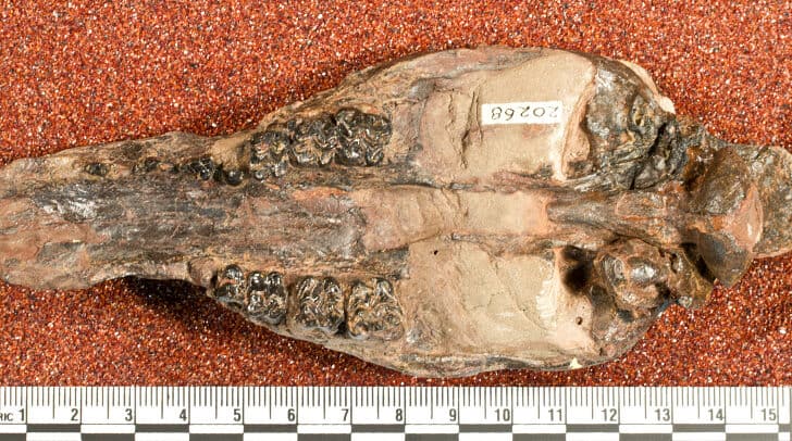 Fossils Show Camels Once Lived in Alaska
